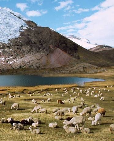 Lares
